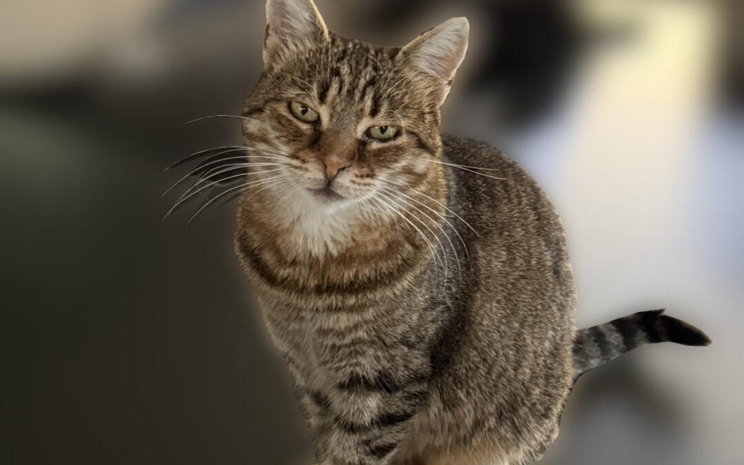 Nala | EKH | geb. ca. 01/2020 – RESERVIERT