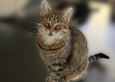 Nala | EKH | geb. ca. 01/2020 – RESERVIERT