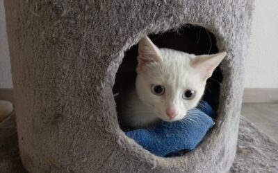 🐈 Pflegestellen für Einzelkatzen gesucht 🐈