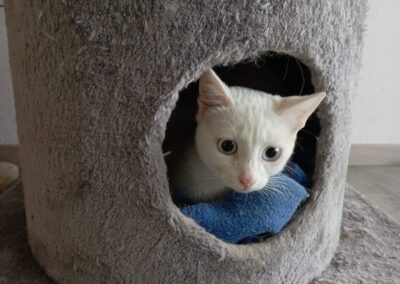 Blanca | Siam-Mix | geb. ca. 04/2025 | taub