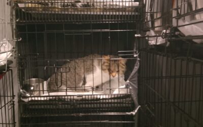 Katzen auf Reisen