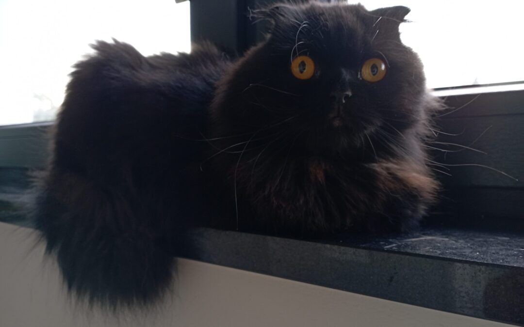 Diva | Scottish Fold/Langhaar Mix | geb. ca. 07/2021