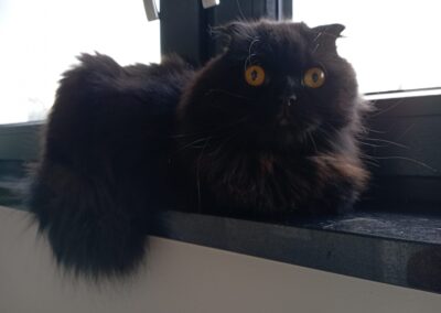 Diva | Scottish Fold/Langhaar Mix | geb. ca. 07/2021