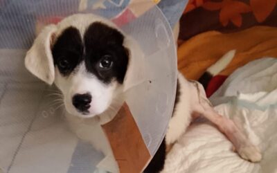 Update zu Buddy – Patenschaften gesucht!