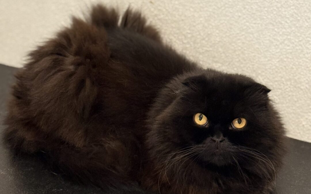 Diva | Scottish Fold/Langhaar Mix | geb. ca. 07/2021