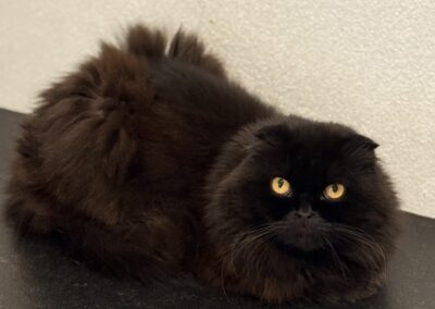 Diva | Scottish Fold/Langhaar Mix | geb. ca. 07/2021