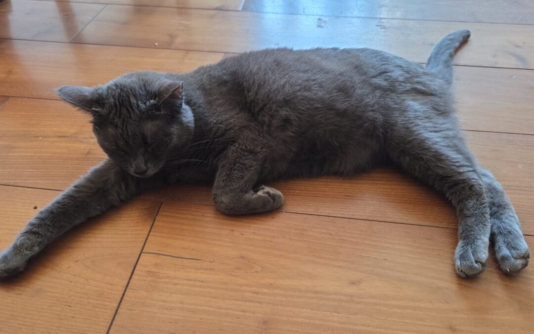 Tom | EKH | geb. ca. 02/2022 | FIV positiv