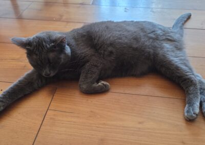 Tom | EKH | geb. ca. 02/2022 | FIV positiv