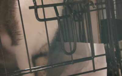 Katzen auf Reisen