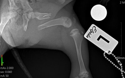 Update zu unserem verletzten Welpen – Patenschaften gesucht!