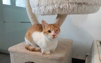 ❤️ Update Felix❤️