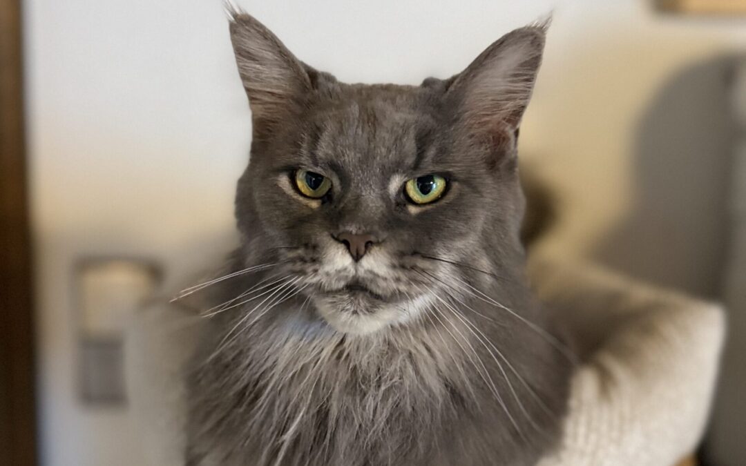 Miesi | Maine Coon Mix | geb. 01/2019