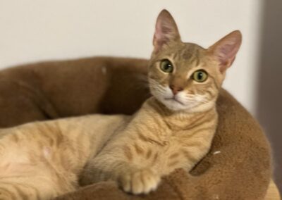 Simba | EKH | geb. 01/2026 – RESERVIERT –