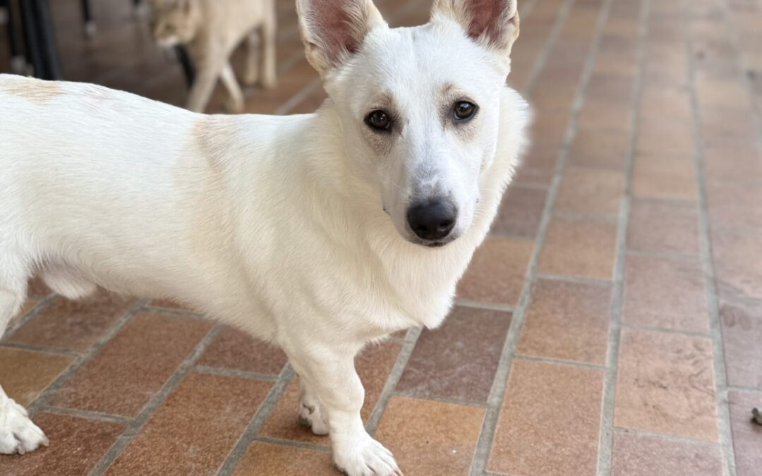 Snowy | Mischling | geb.11/2025