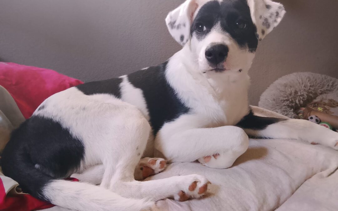🐾 Update Buddy 🐾