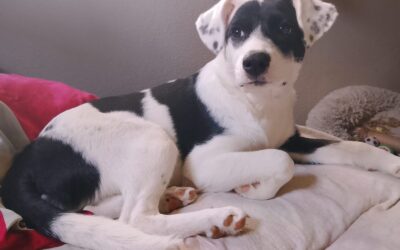 🐾 Update Buddy 🐾