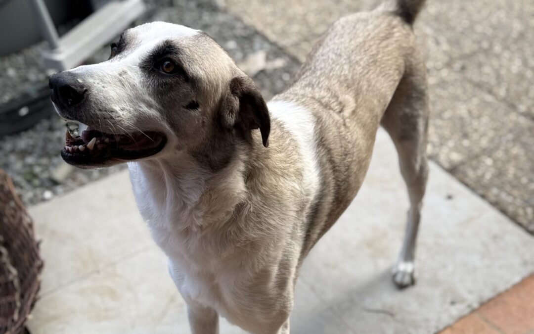 Layla | Kangal Mix | geb. 10/2021