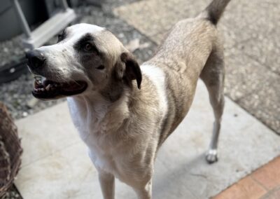 Layla | Kangal Mix | geb. 10/2021