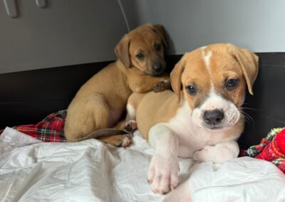 Lilly und Bella | Mischlinge | geb. 07/2026