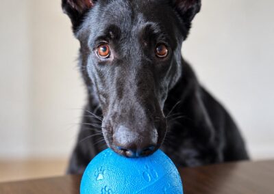 Kaya | Schäferhund | geb. 02/2025