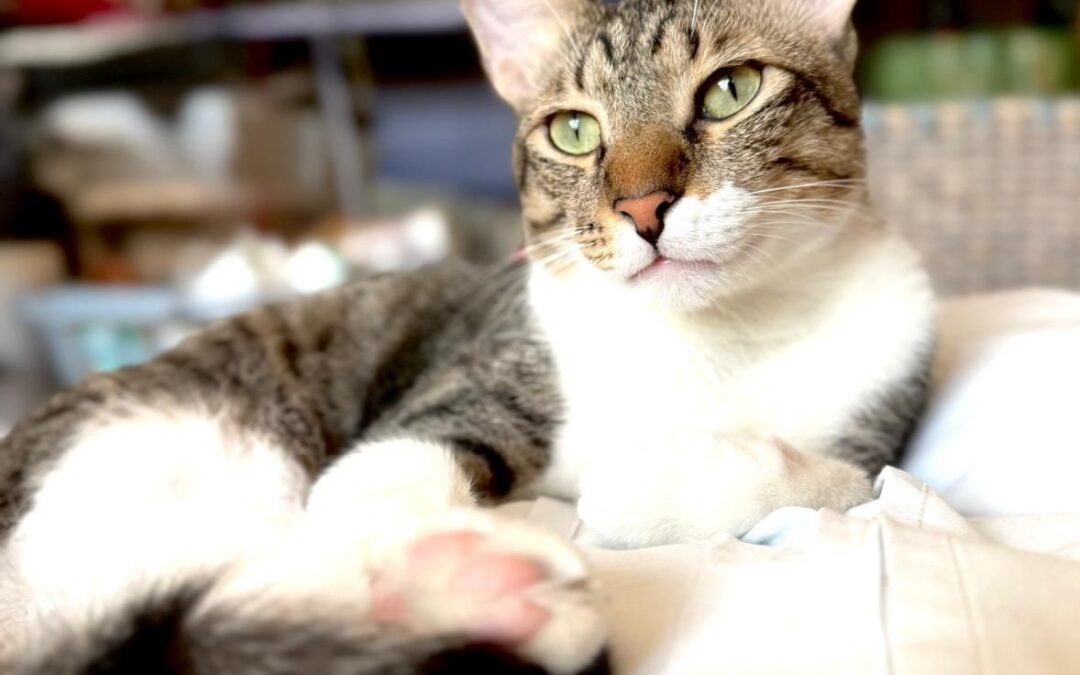 Socks | EKH | geb. 02/2025 | FelV positiv