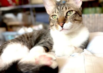 Socks | EKH | geb. 02/2025 | FelV positiv